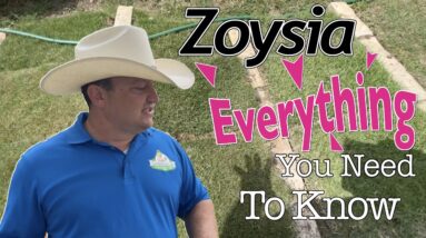 Everything You Need To Know About Zoysia Grass