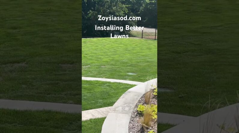 You deserve the best lawn. See what Zeon Zoysia looks like Zoysia Lawn. #zoysia