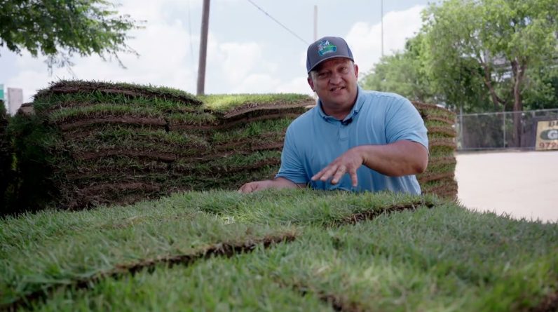 Palisades Zoysia Review